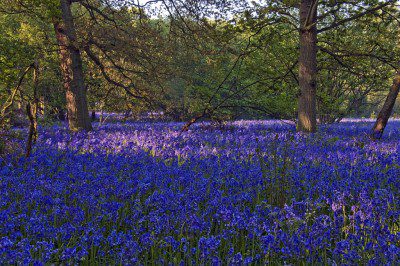 Bluebells at Hillhouse Wood