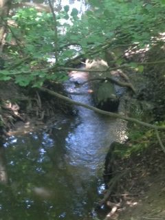 Downstream view of log
