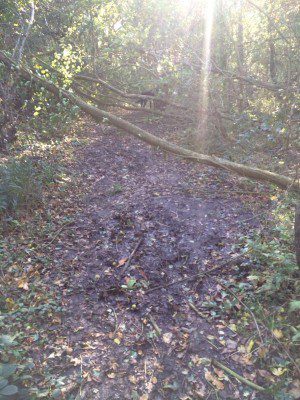 Larger branch over path in Hillhouse Wood