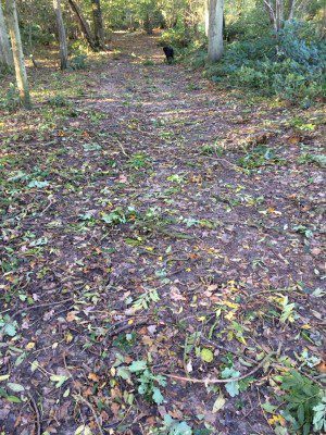 Scattering of twigs in Hillhouse Wood