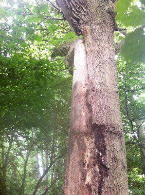 oak tree with bark damage