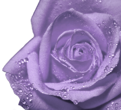 Caryl Harlow - Purple Rose
