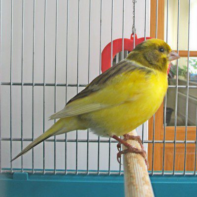 2014May26 Found Canary West Bergholt