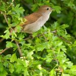 Nightingale