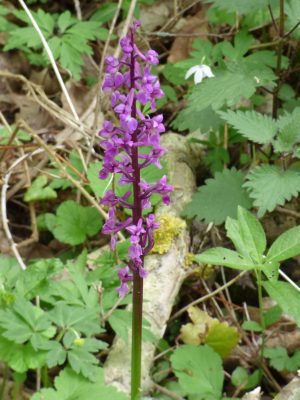 Purple Orchid in Hillhouse Wood