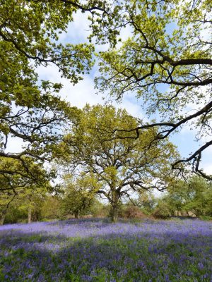 Bluebells in Hillhouse Wood
