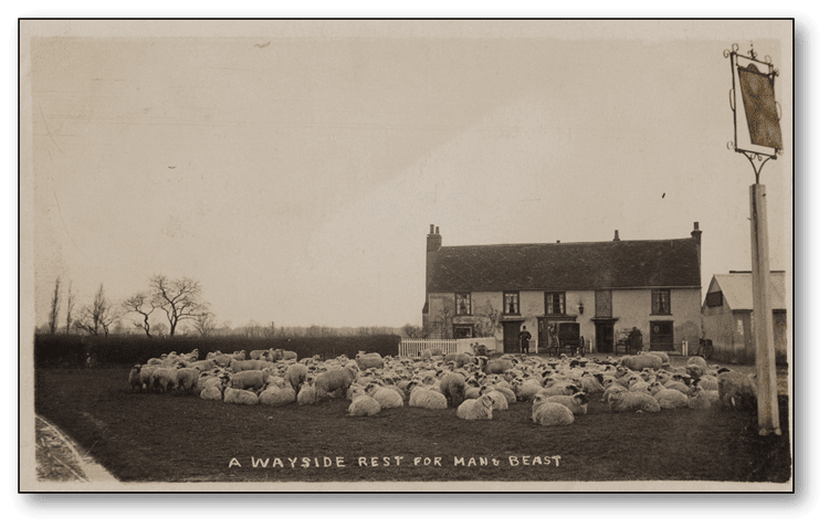 White Hart & sheep