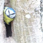Blue Tit leaves nest hole