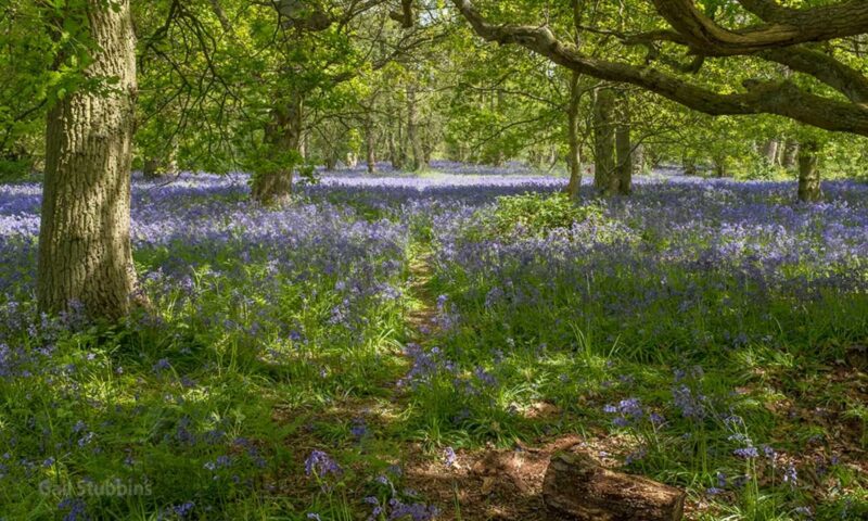 Bluebells in Hillhouse Wood