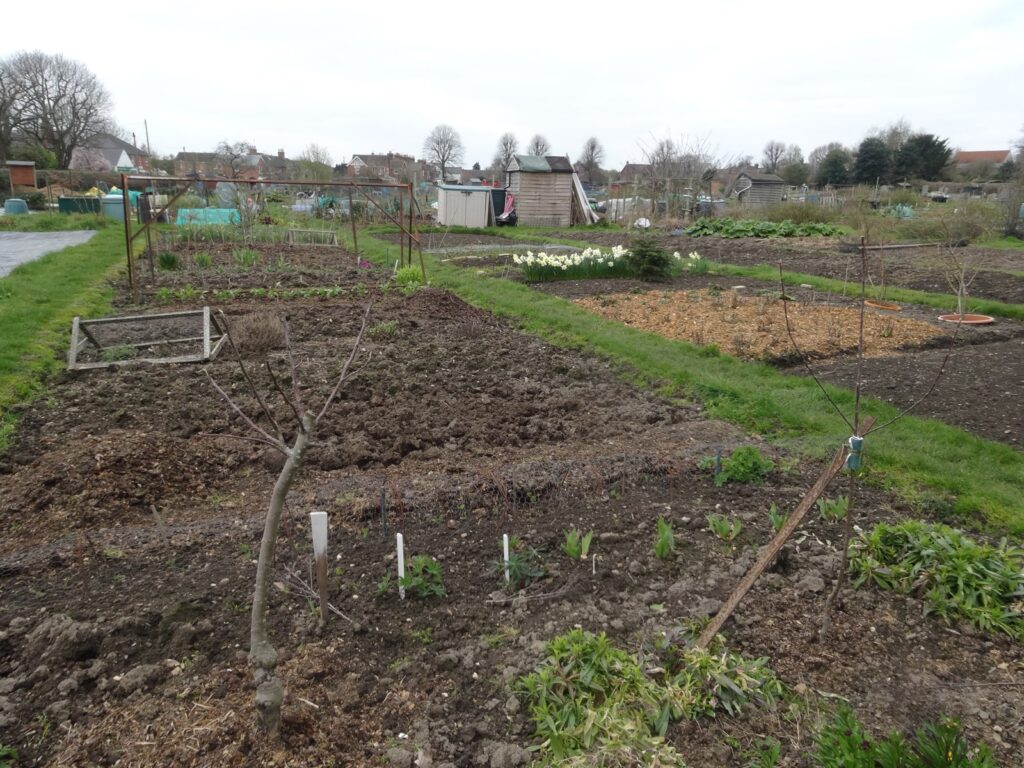 Allotments prepared for planting
