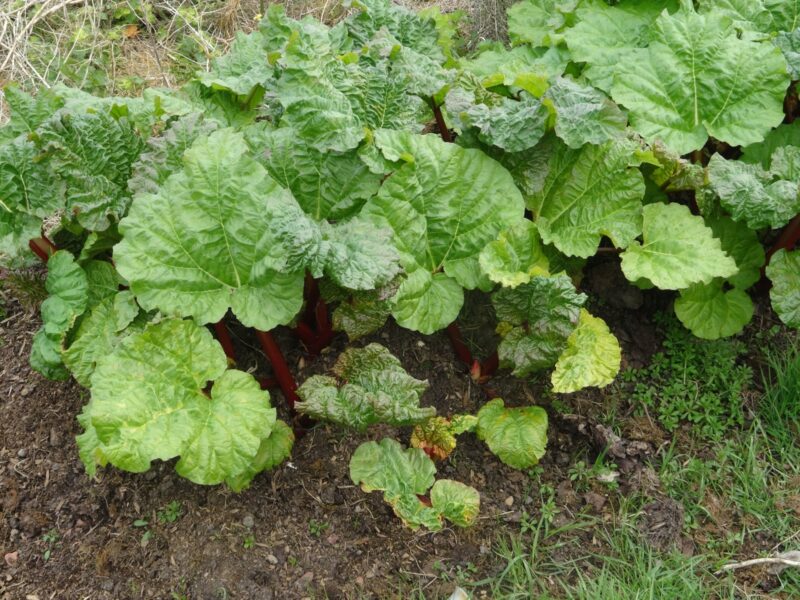 Rhubarb