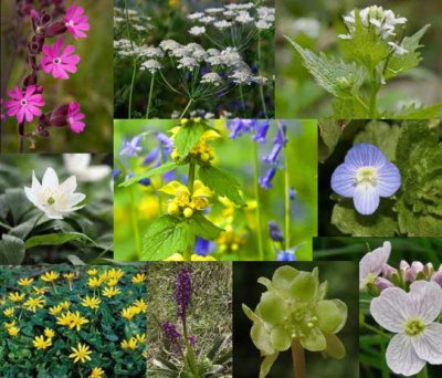 Some of the spring flowers seen on the 2022 spring flower walk