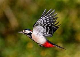 Image of great spotted woodpecker