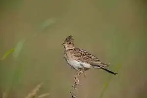 Image of Skylark