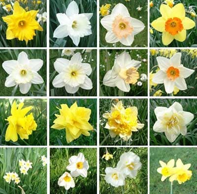 Daffodils - By Genet, CC BY-SA 3.0, https://commons.wikimedia.org/w/index.php?curid=24680708