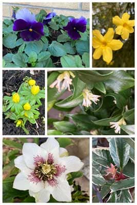 Helebores & Aconites feature  in the Gardeners' Newsletter January 2023