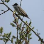 Blackcap