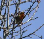 A Robin singing