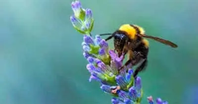 Image for decoration only on topic of environment for committee minutes on 12th June 2025