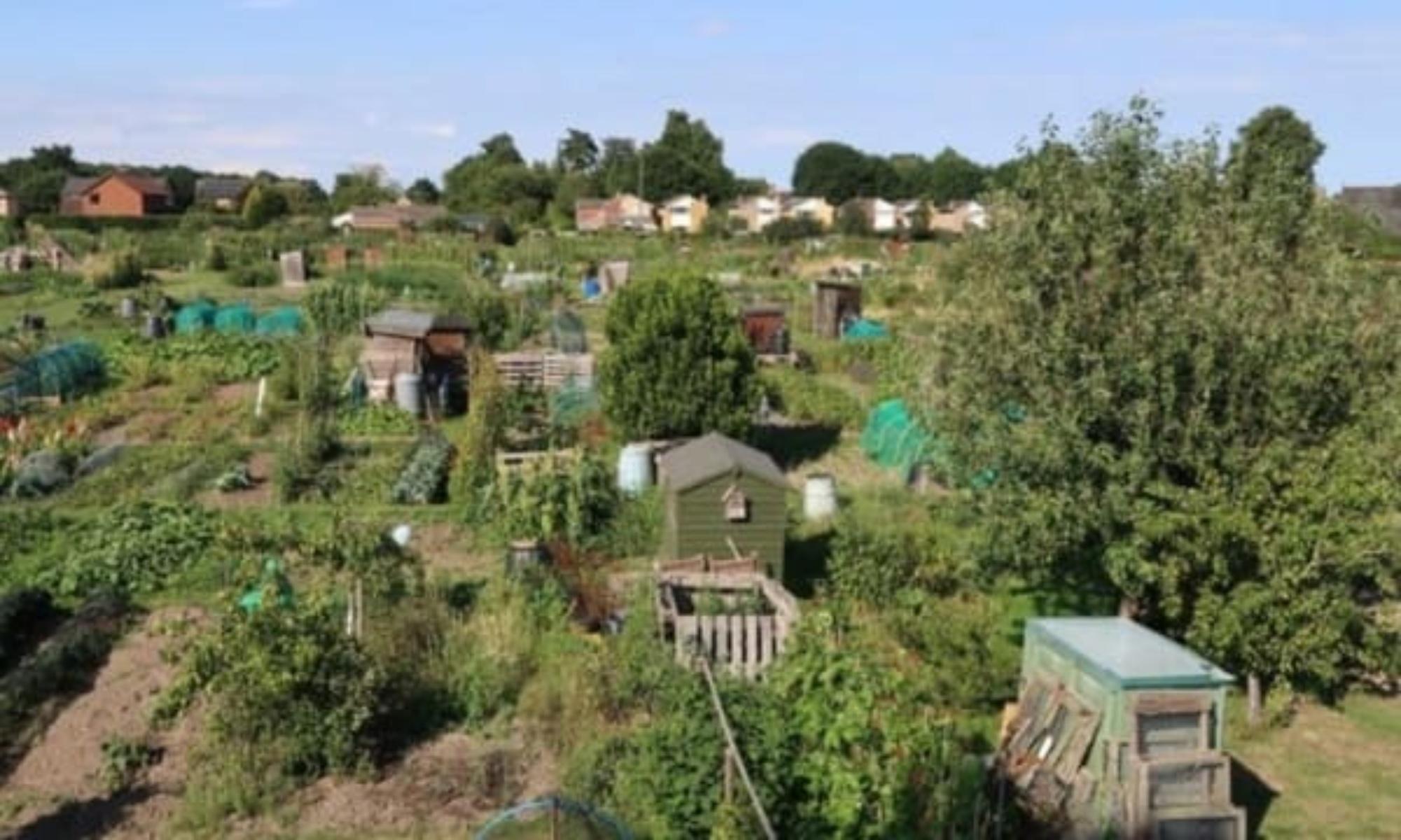 The allotments