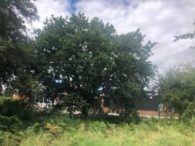 The Oak Tree to be felled is on The Heath in front of Heathlands School