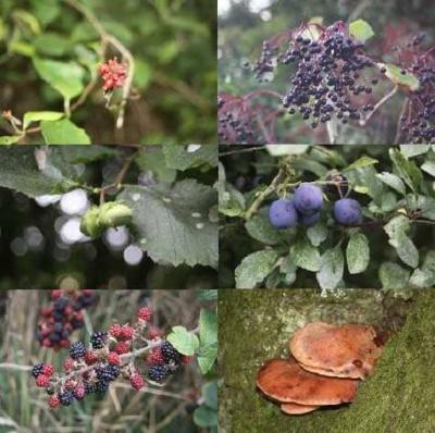 A selection of the autumn fruits you are likely to see on the walk