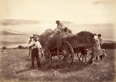 Farm Labourers c early 1900's loading hay on a cart