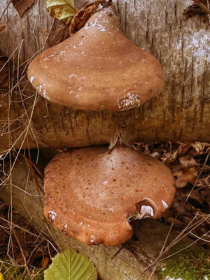 Birch Polypore fungus