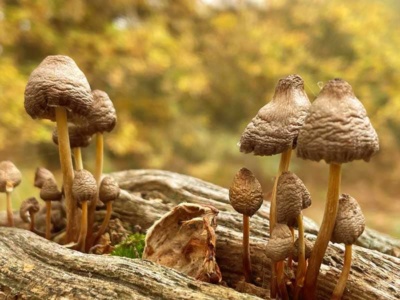 Grooved Bonnet fungus
