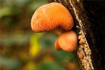 Wrinkled Peach Fungus