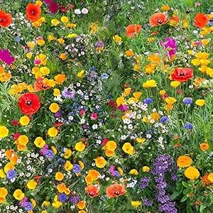 Wildflowers