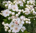 May Blossom for May Day