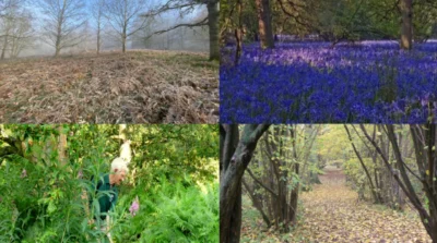 Hillhouse Wood in Four Seasons
